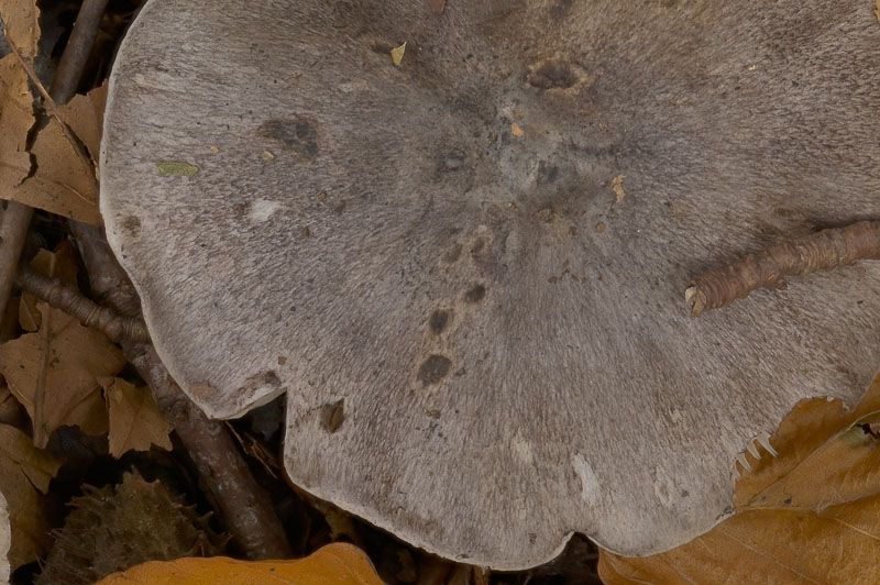 Tricholoma sciodes
